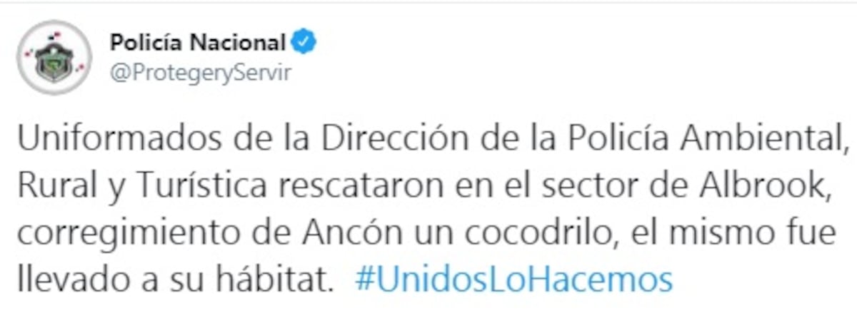 Capturan a enorme cocodrilo en Albrook. Tremendo susto