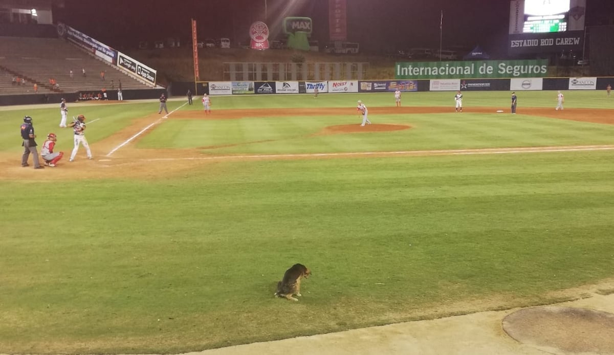 Firulay, la perra más famosa del Rod Carew, ahora tiene una nueva vida
