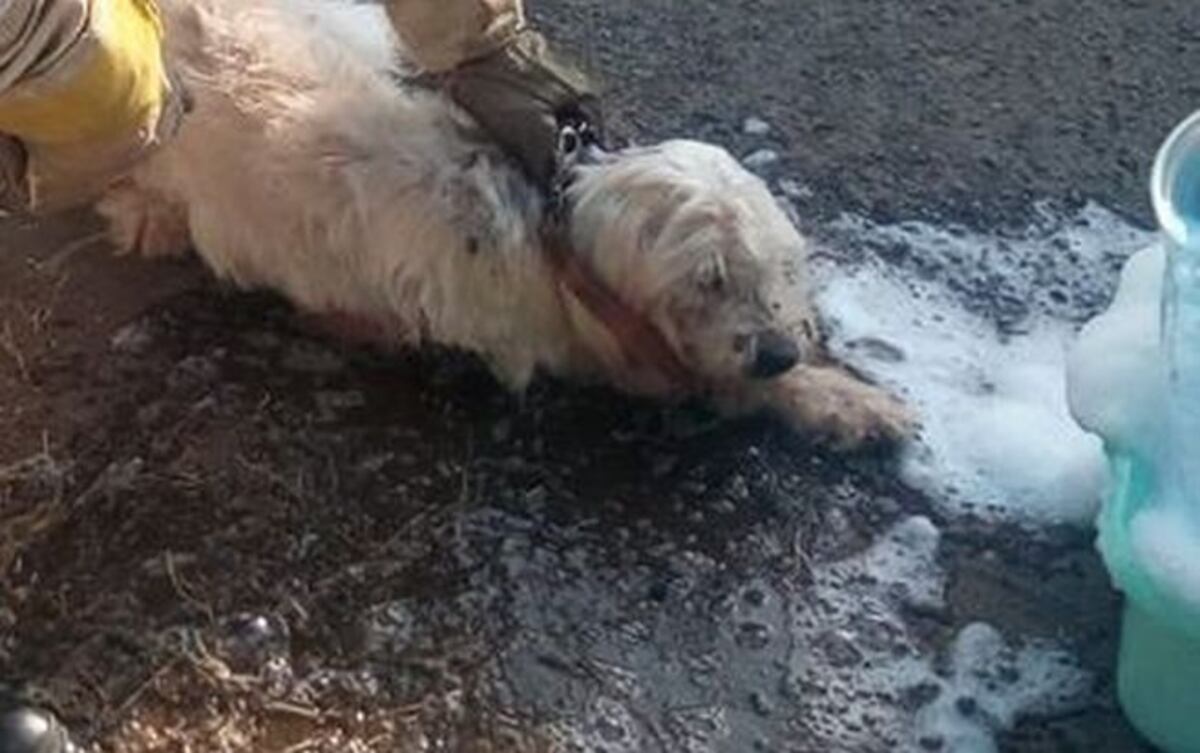 Bomberos rescatan perrito atacado por abejas