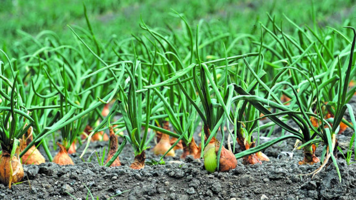 Productores temen por exceso de papa y zanahoria