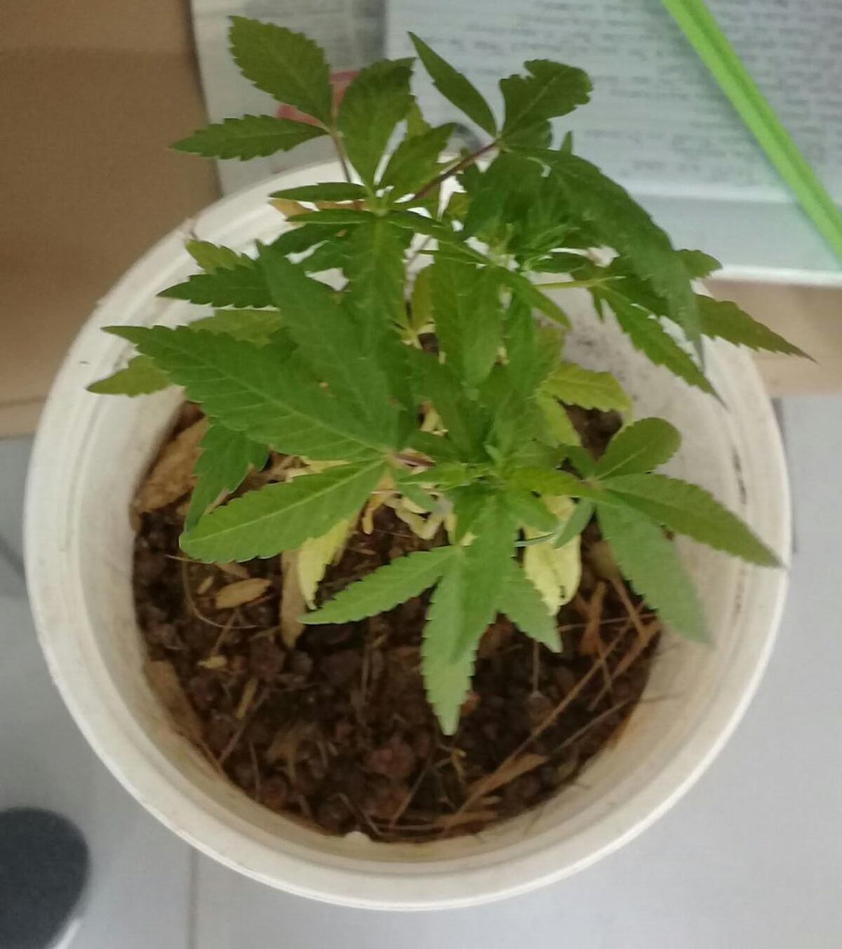 En Arraiján y Río Abajo les incautan $30 mil y hasta una plantita de marihuana