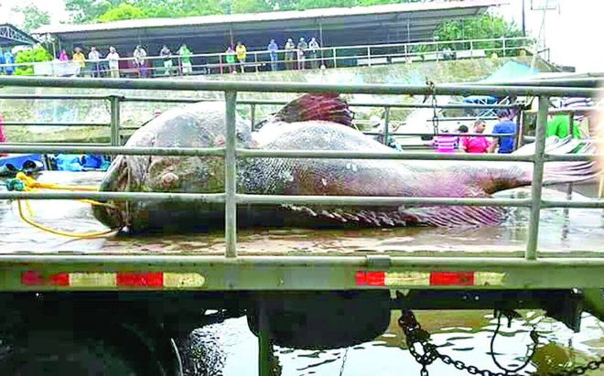 ¡WAO! Enorme pez fue capturado en el lago Bayano, distrito de Chepo