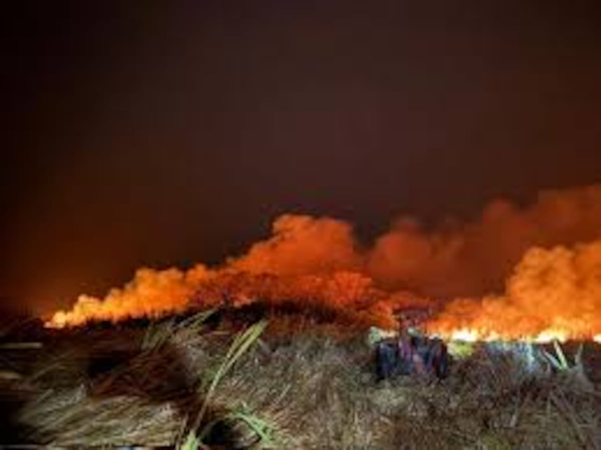 Incendio forestal arrasa 400 hectáreas del Parque Nacional Palo Verde en Costa Rica