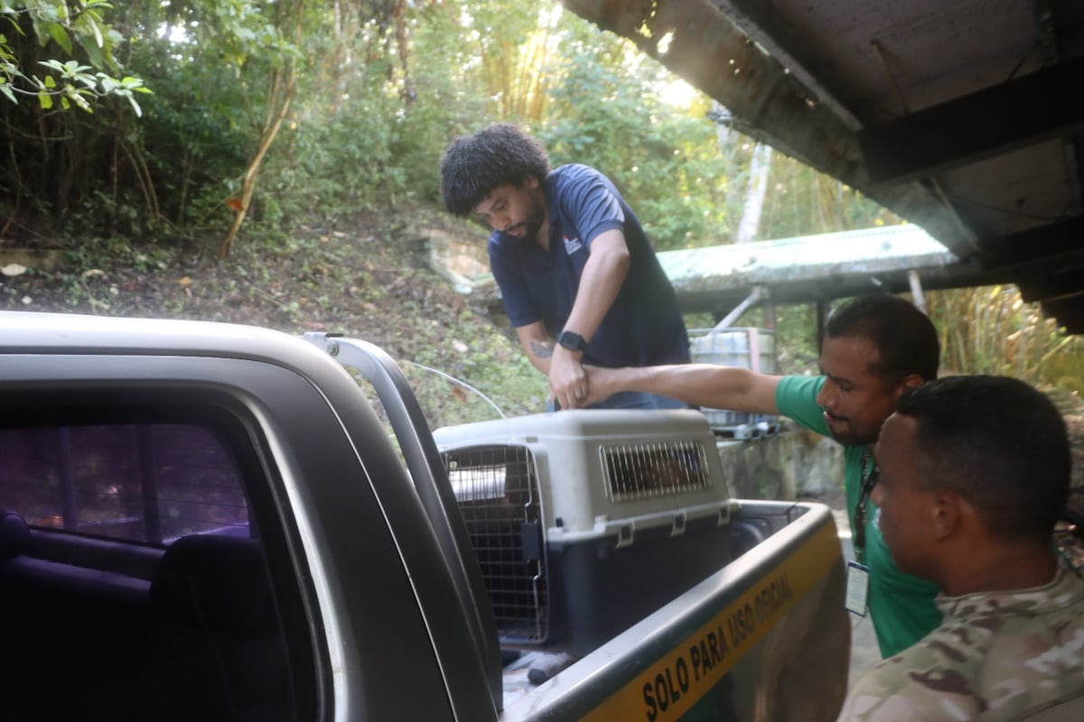 Exitoso operativo de liberación de fauna silvestre en Panamá: Una llamada a la conciencia ciudadana