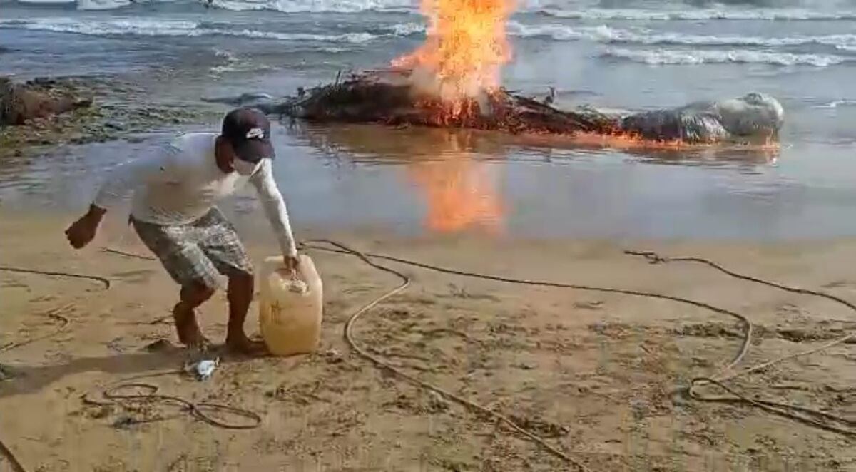 Tuvieron que quemar la ballena varada en Guna Yala