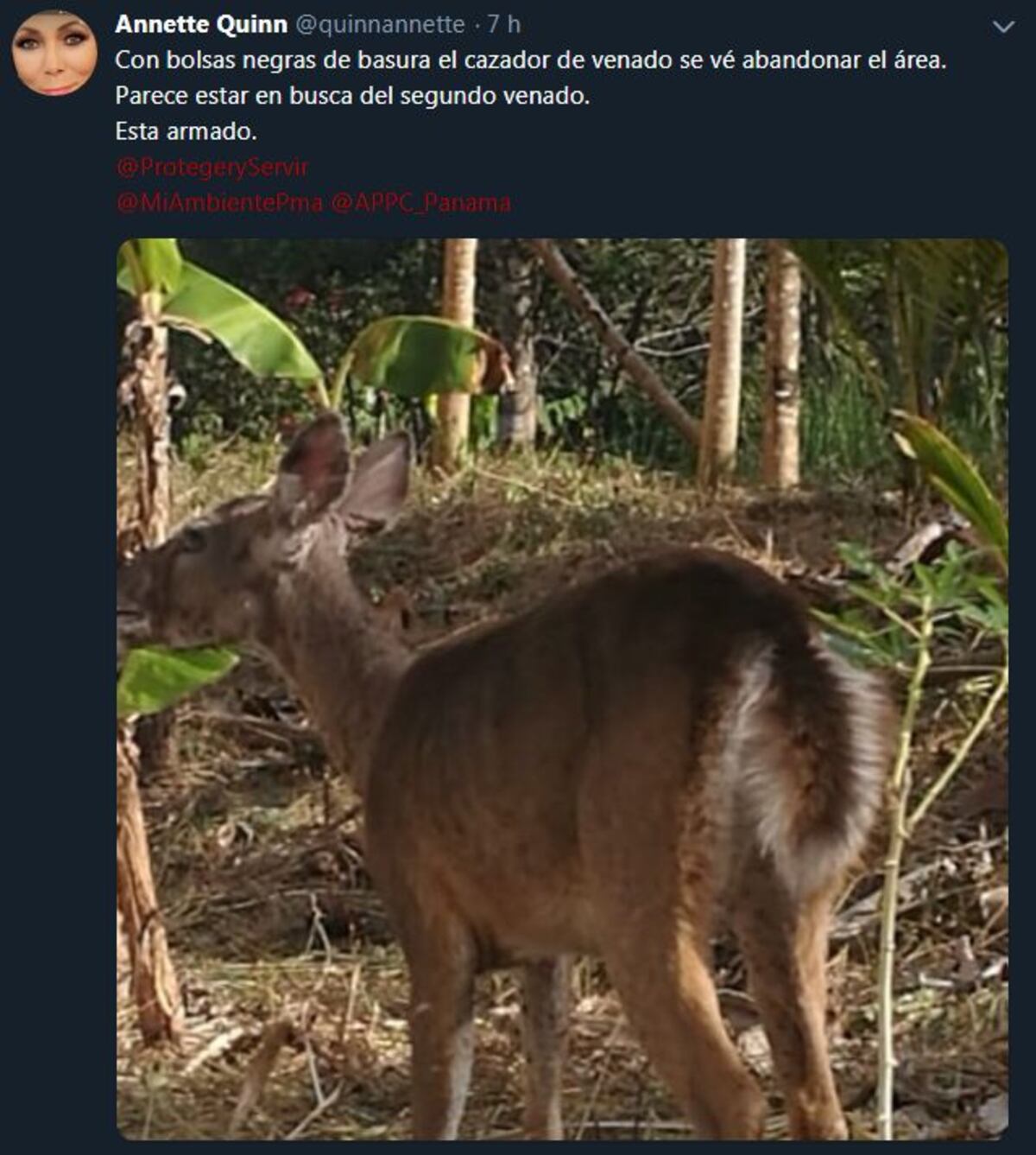 Meteoróloga Annette Quinn solicitó ayuda urgente para rescatar a unos venados