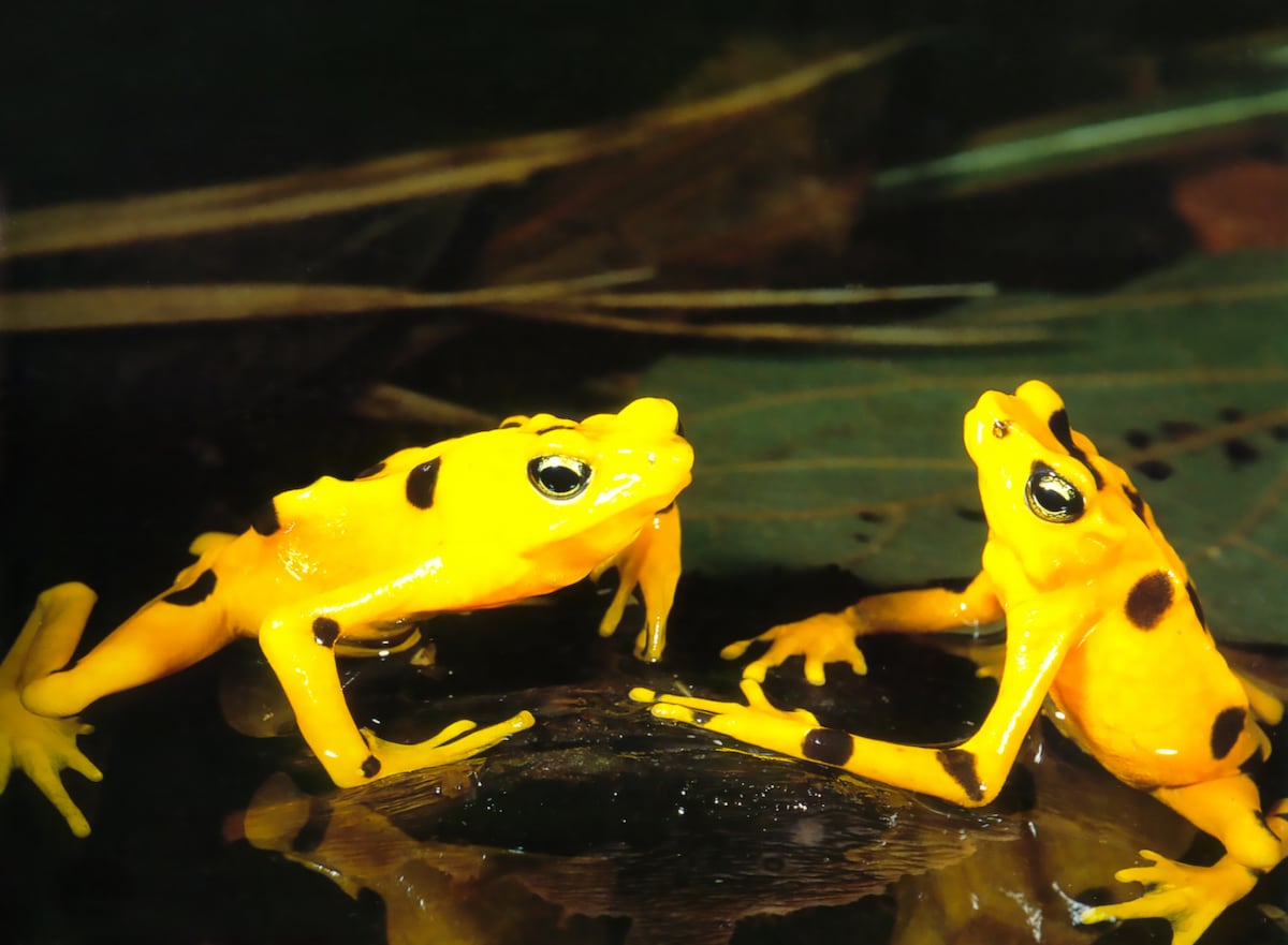 Belleza en peligro. Rana Dorada: El tesoro amarillo que lucha por no desaparecer