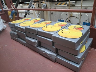 Adorable pero maligno: supuesta ‘coca pato’ cae en Panamá Oeste