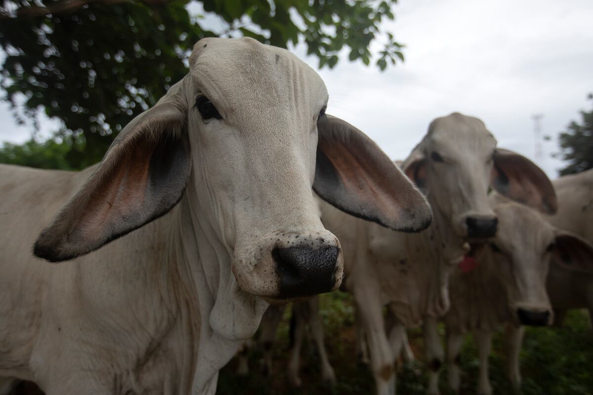 Mueren 12 reses en Coclé por rabia bovina: MIDA pide vacunar y prevenir