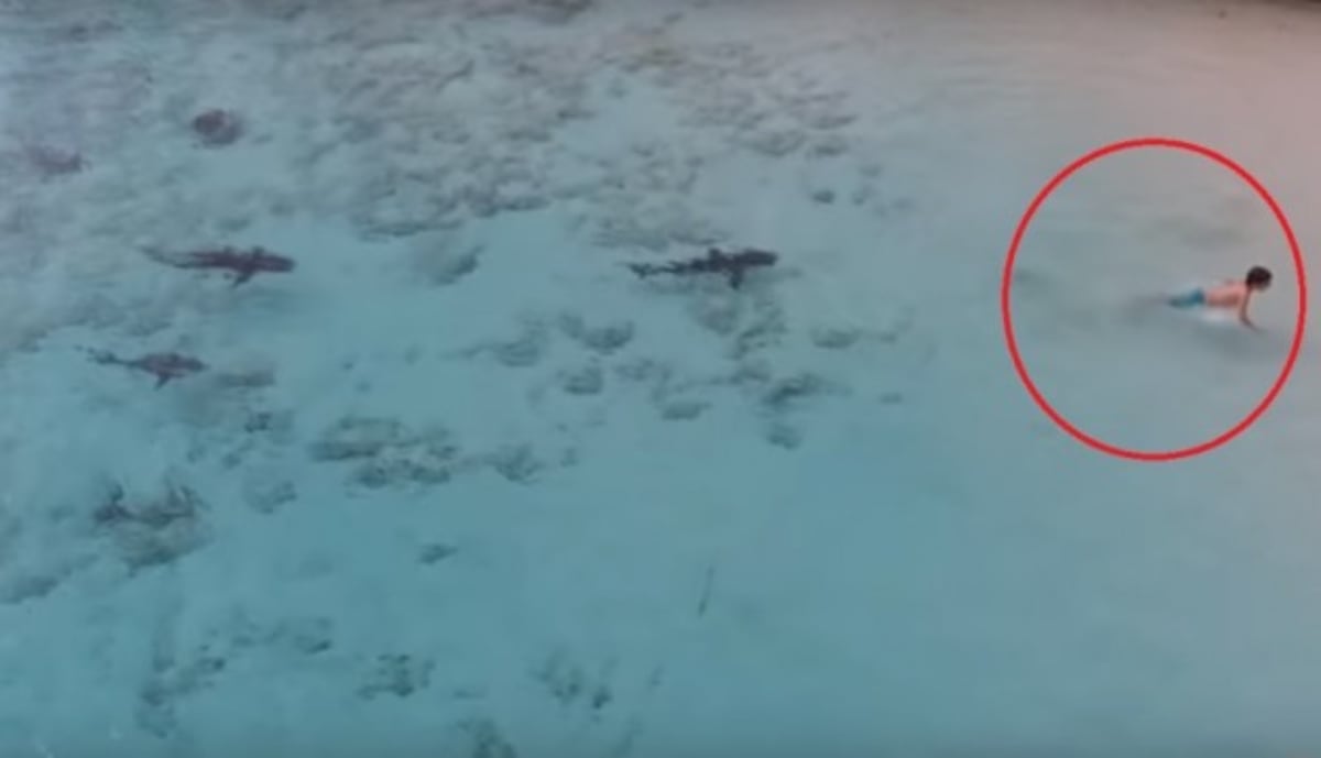 Cuatro tiburones rodean a un niño y él se salva de ataque