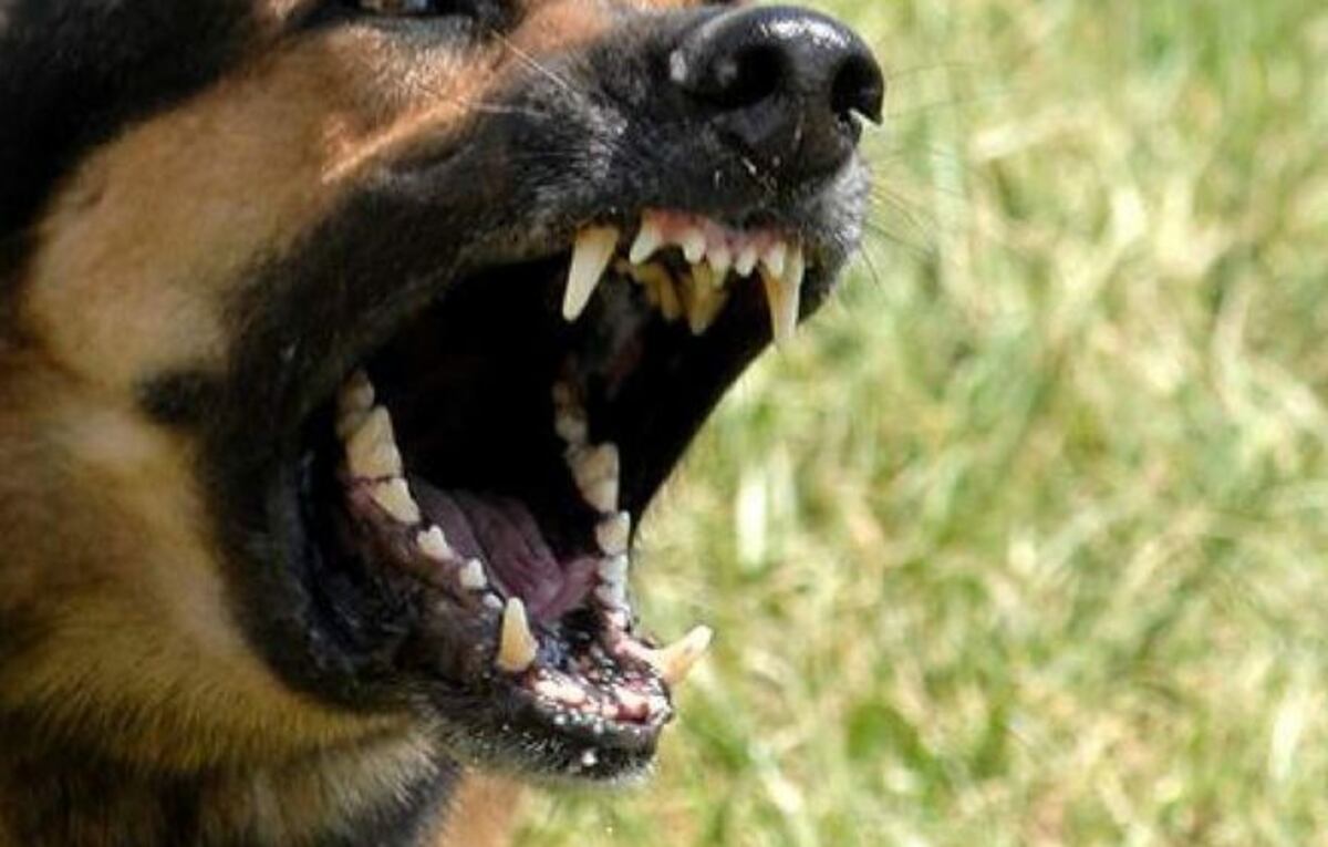 ¡POBRE! Perro mata a bebé en una casa en Los Ángeles