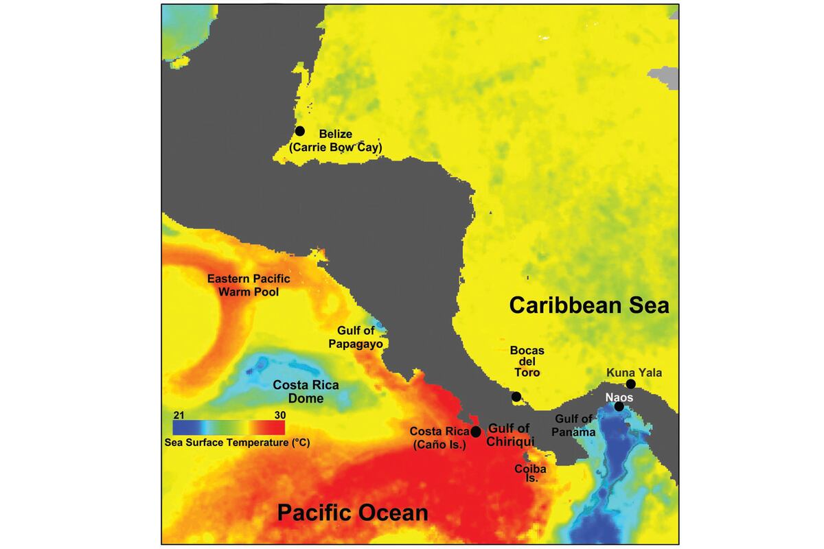 Científicos hallan curioso descubrimiento en cráneos de buceadores panameños