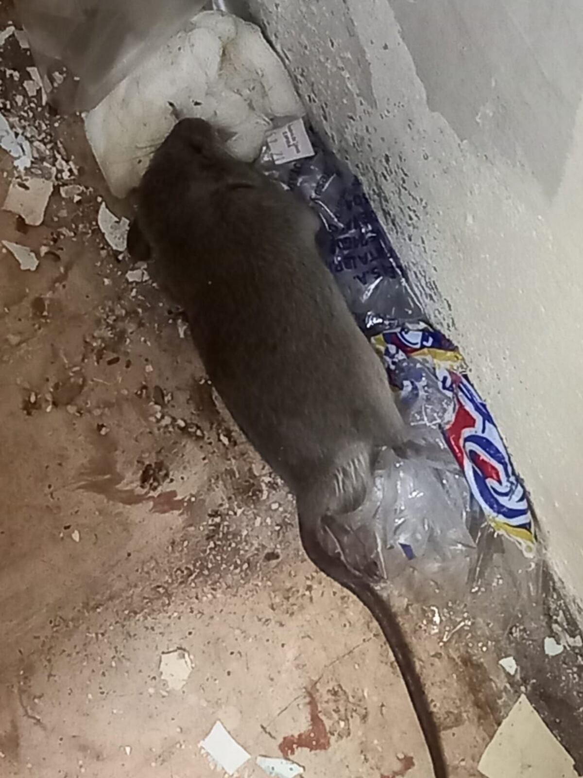 ‘Si no nos mata la covid, nos matan las ratas’. Roedores invaden Centro de Salud de Puerto Caimito. Temen a otro virus, el hanta