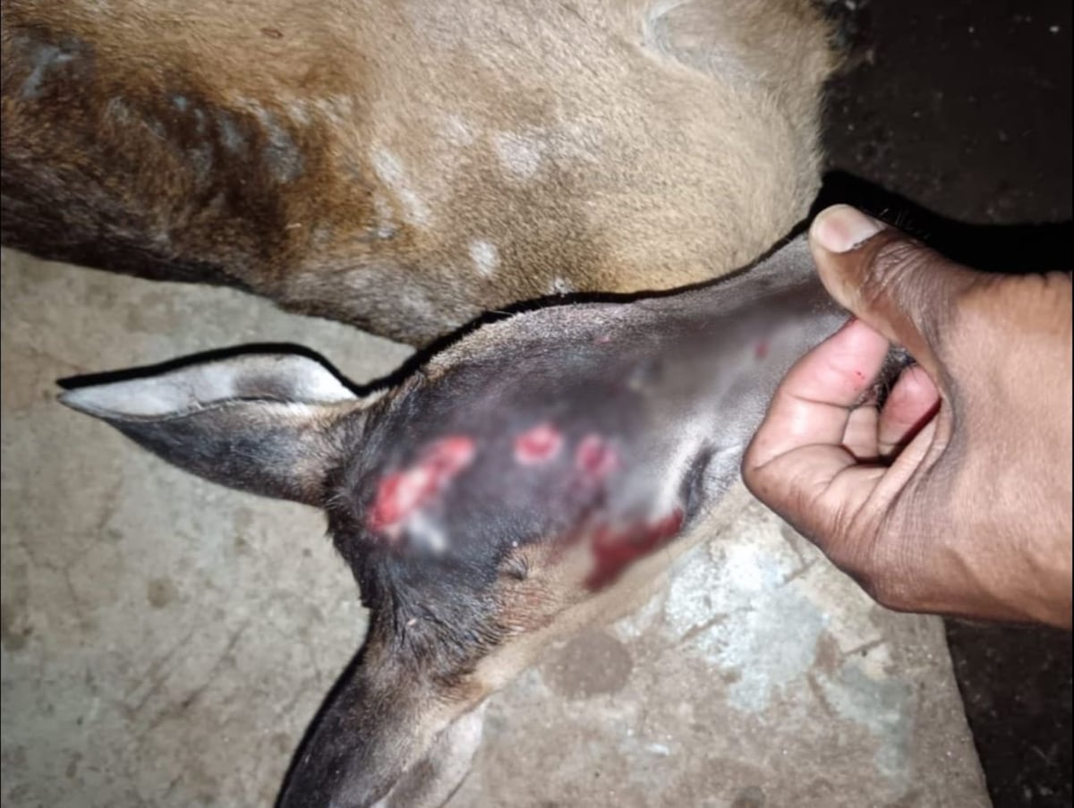 Capturan a hombre con iguanas embarazadas y un venado muerto en el Polígono de Tiro Emperador