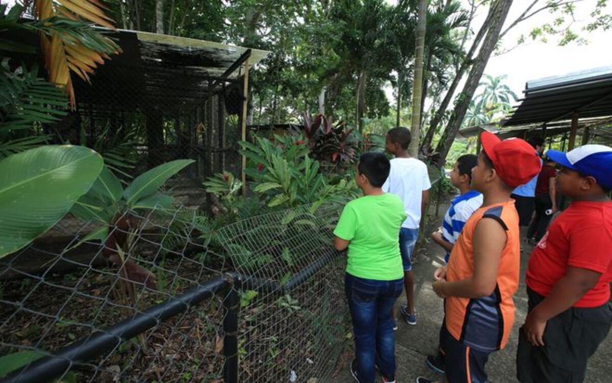 Parques de ciudad de Panamá se unen a reto mundial para contar fauna y flora