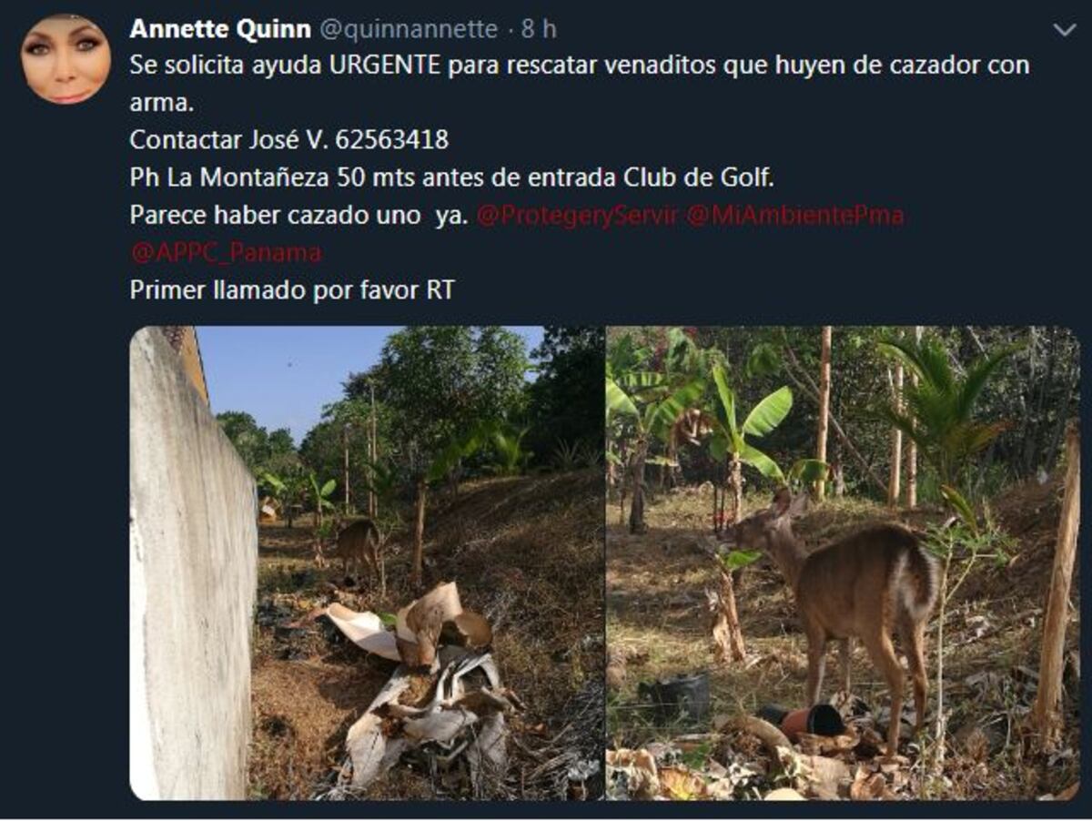 Meteoróloga Annette Quinn solicitó ayuda urgente para rescatar a unos venados