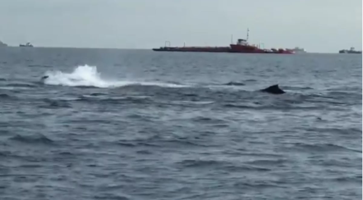Fenomenal. Ballenas ofrecen espectáculo en la Bahía de Panamá 