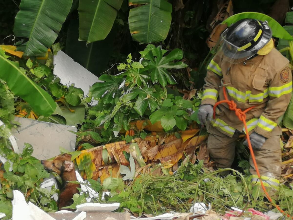 Salvando a los que no tienen voz