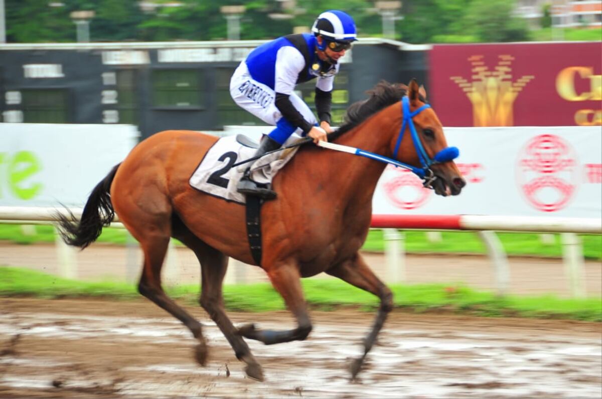 Sangre fina y nueva llega al hipódromo  