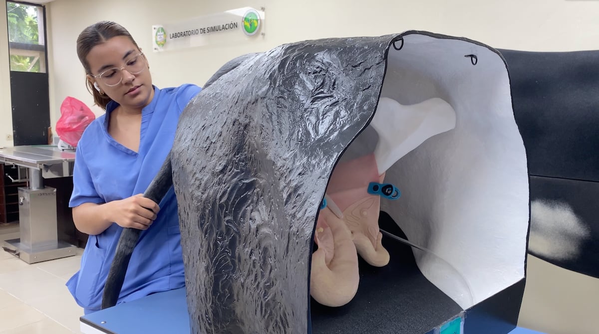 Estudiantes de veterinaria en UP ahora practican cirugías en ‘animales’ falsos y listos para el mundo real