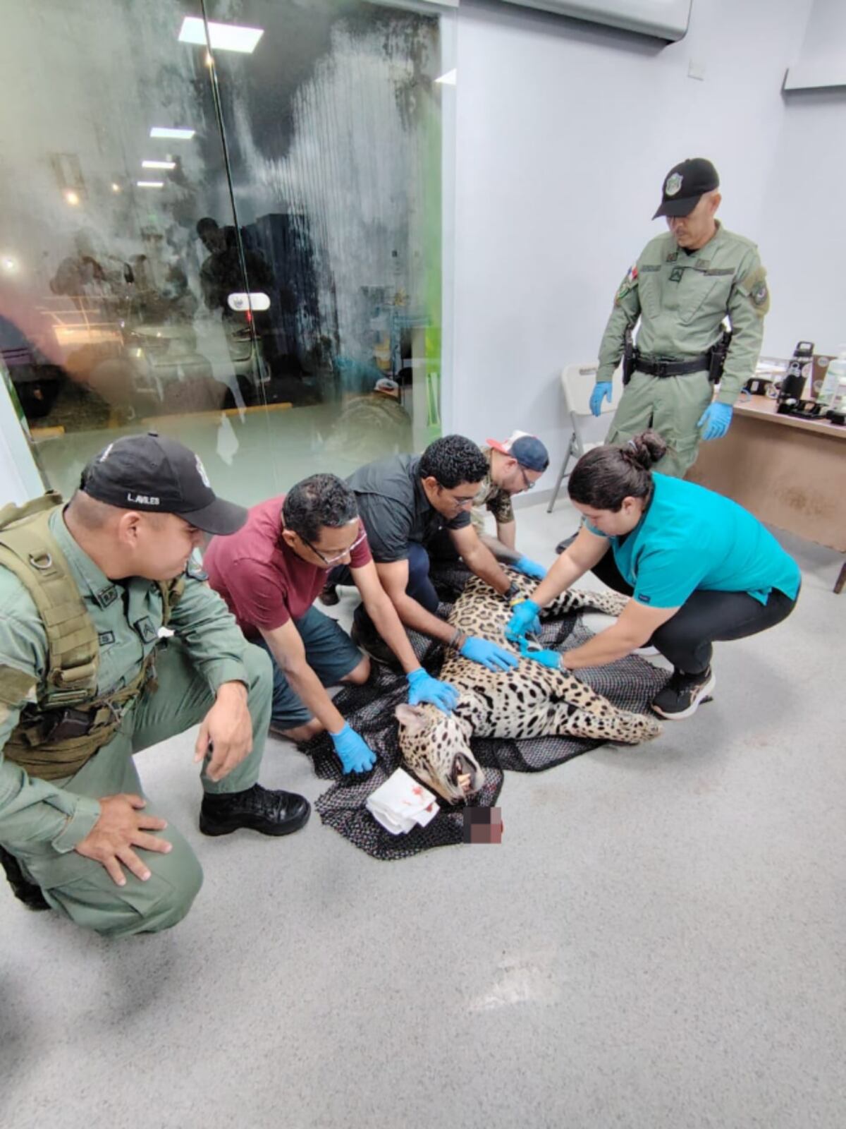 Jaguar muere atropellado en la Autopista Panamá-Colón tras dos décadas sin incidentes similares