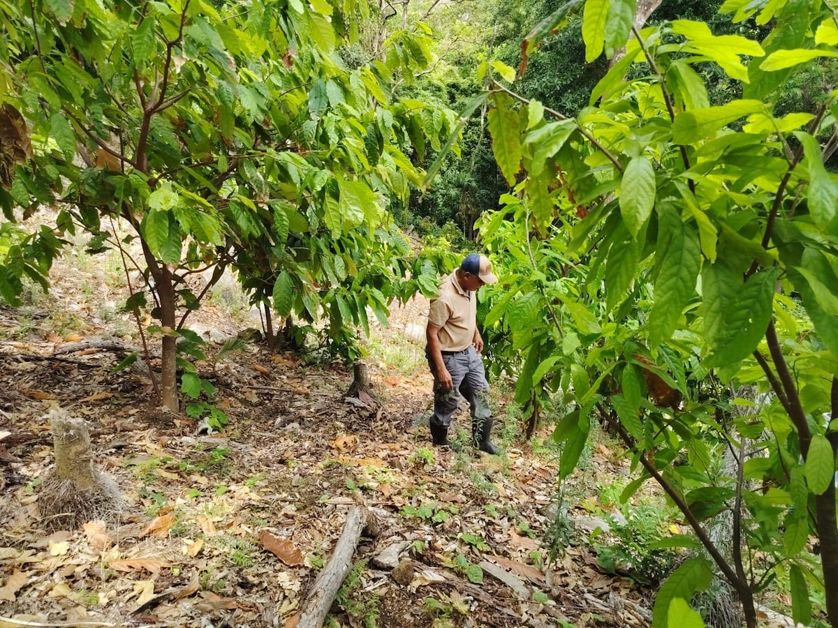 En Capira, se capacita a pequeños productores en técnicas de clonación e injerto para el cultivo de cacao