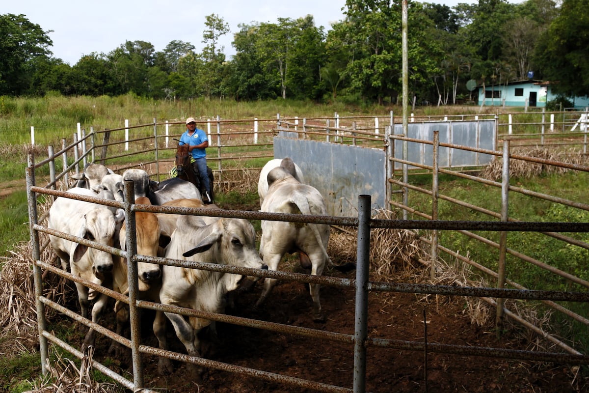En Chiriquí investigan cómo frenar el gusano barrenador que azota las fincas ganaderas