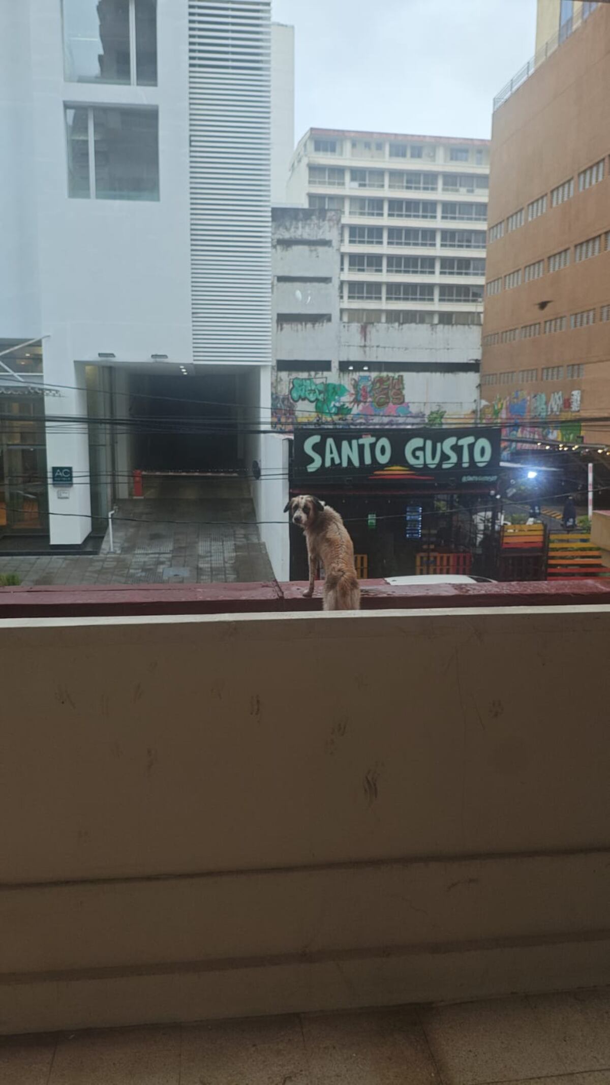 Cooper, la perrita que nadó con cocodrilos y escaló muros, volvió a su hogar en la playa tras una fuga épica