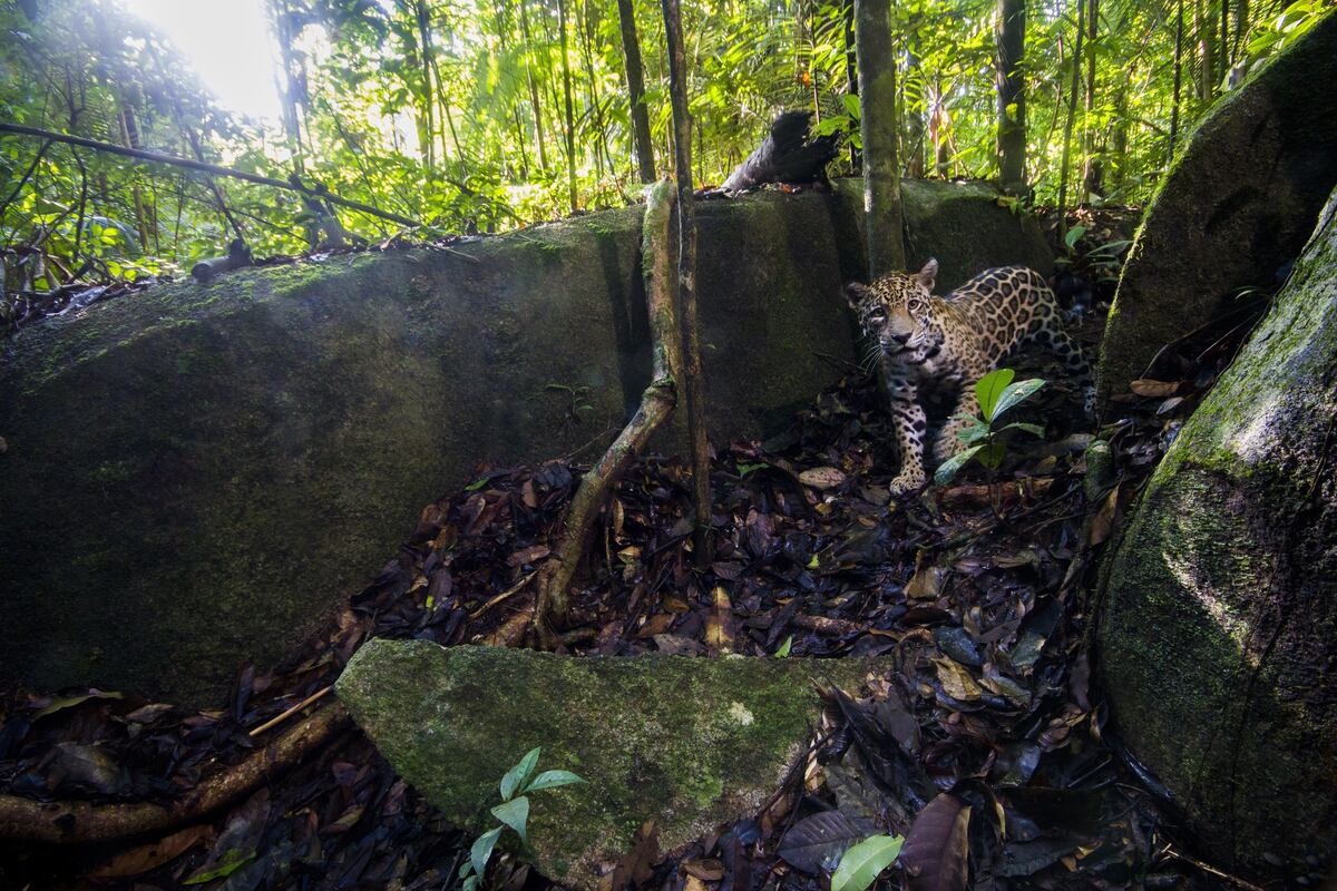 Capturan imágenes de alta resolución de jaguares cerca del Amazonas