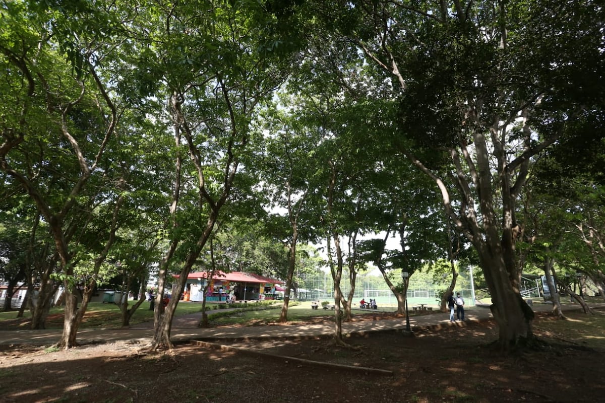 Parque Omar cuenta con nueva tecnología en cada uno de sus 63 árboles