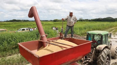 ¿Hay arroz suficiente? Arranca conteo nacional para medir la disponibilidad del grano
