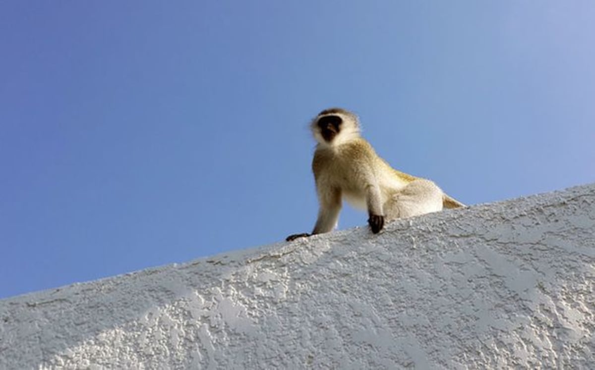 Desgarrador video: Un mono intenta revivir a su amigo electrocutado