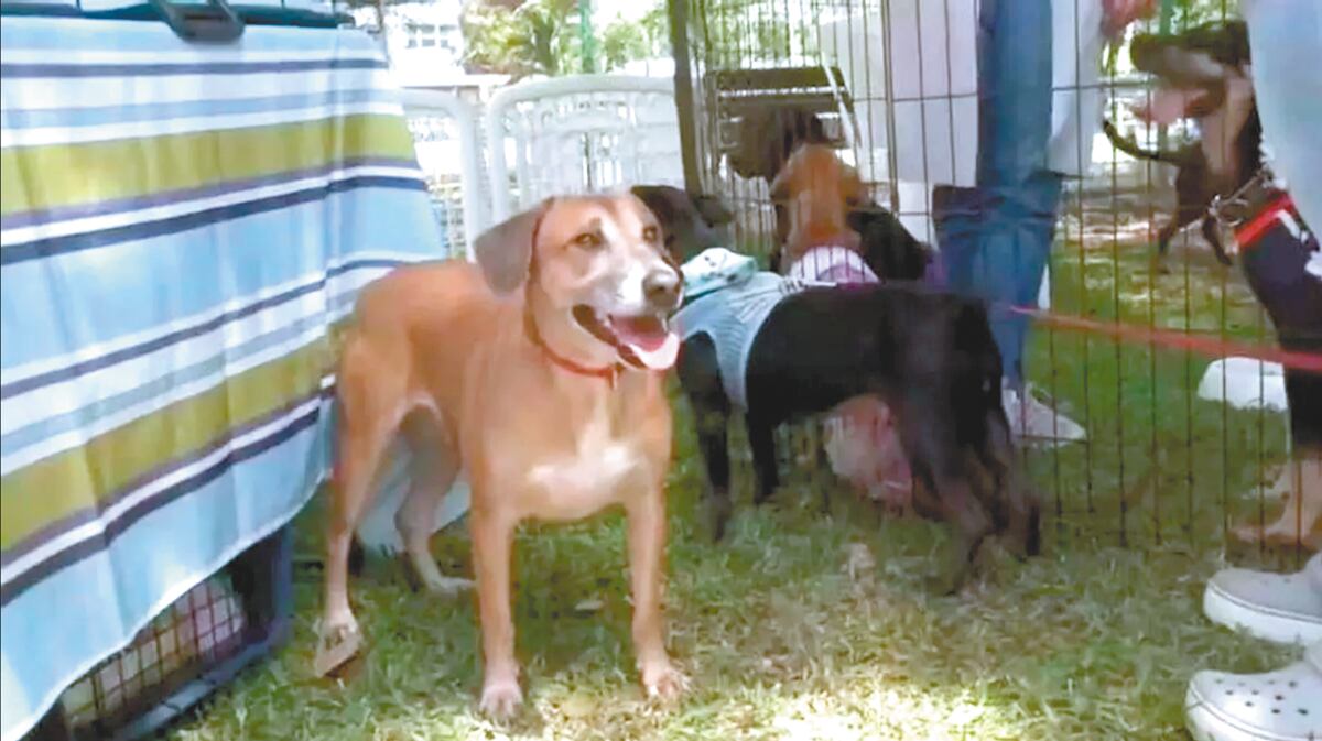 Alarma por matanza de perros y gatos en Chiriquí