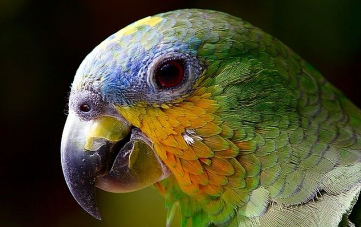 Este loro causa revuelo tras cantar 'la cucaracha' (Video)