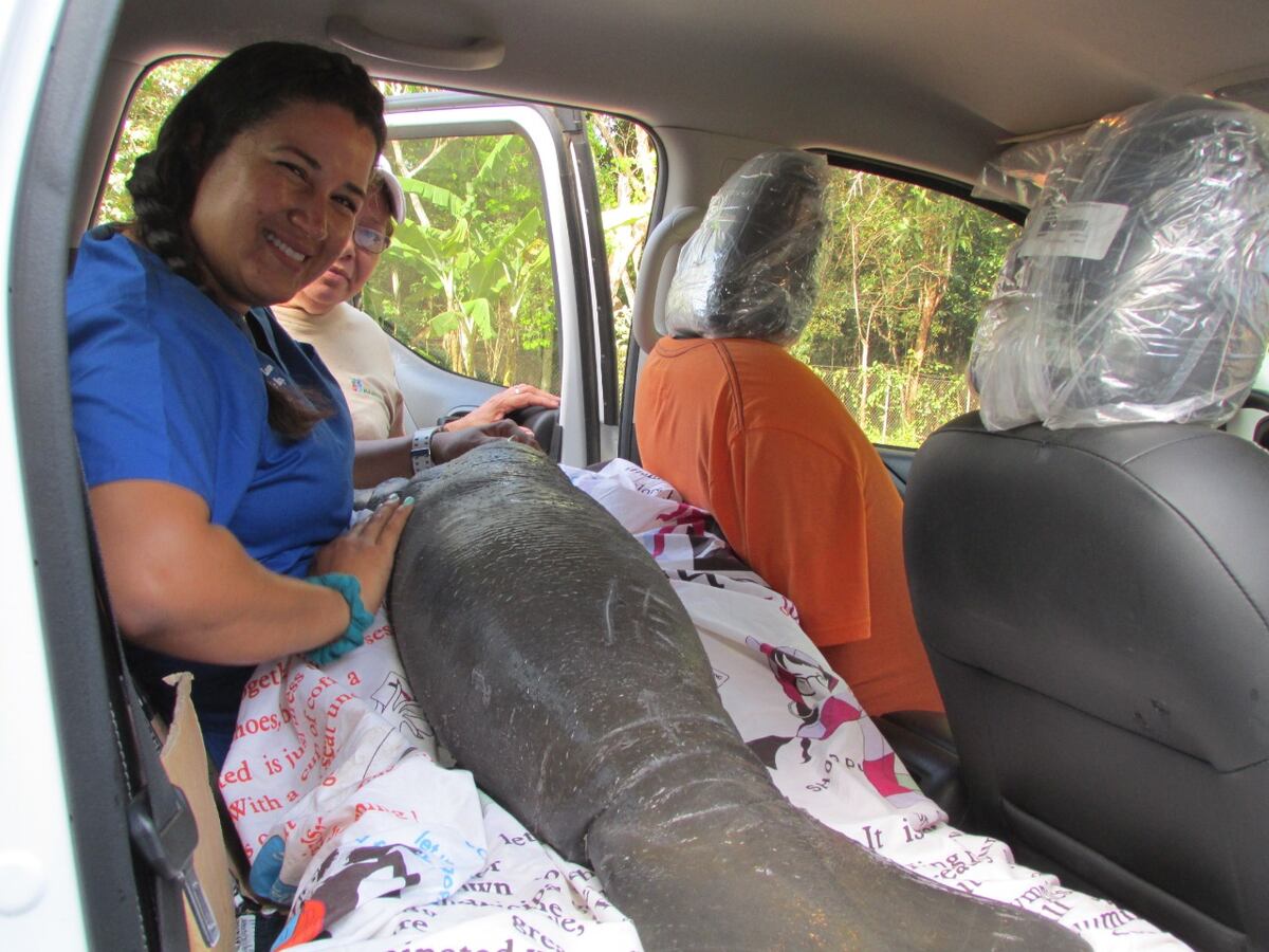 Manatí panameña rescatada estaba con cuadros de desnutrición. Esto es lo que harán con ella