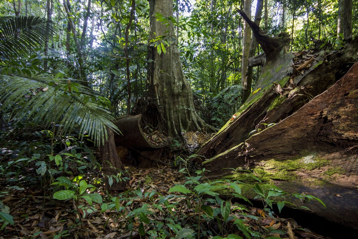 Capturan imágenes de alta resolución de jaguares cerca del Amazonas