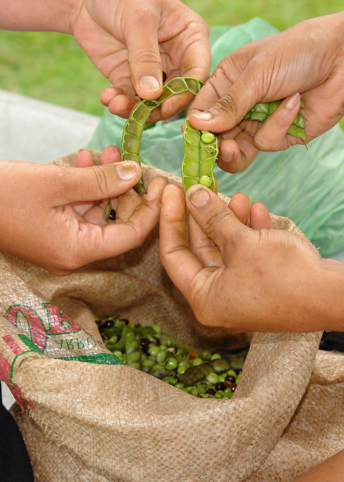 Oro verde navideño. El guandú, uno de los rubros más buscados en estos días