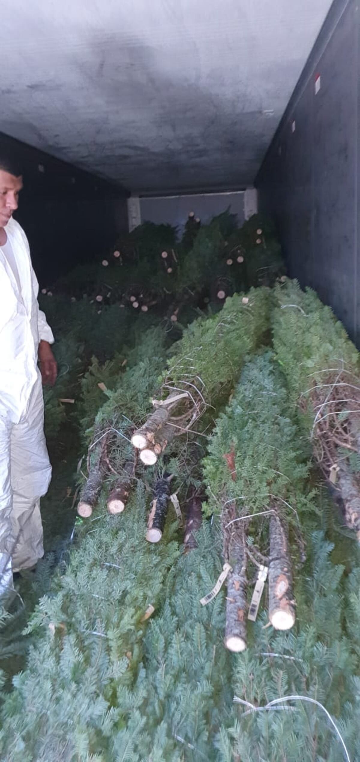 Llegan los primeros arbolitos de Navidad. Verifican que vengan libres de covid-19