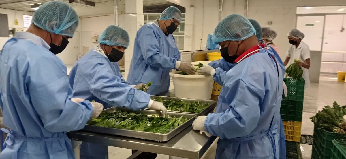 Coclé impulsa producción de culantro y arroz en el campo 