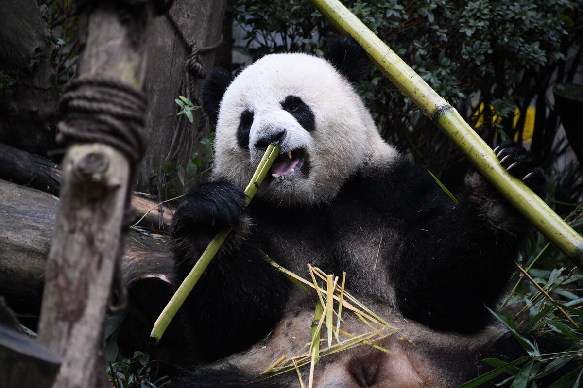 Los pandas: Un tesoro chino que deslumbra al planeta entero