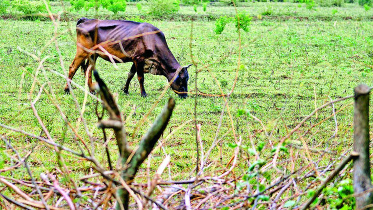 Analizan la situación de los ganaderos a raíz de la prolongación de la época seca