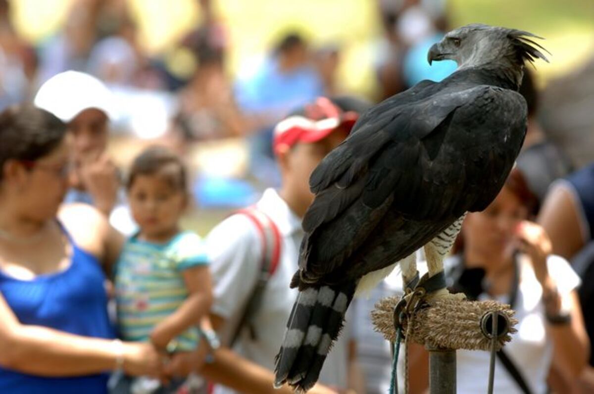 Todo listo para el Festi Harpía 2019. Será este domingo 14 de abril 