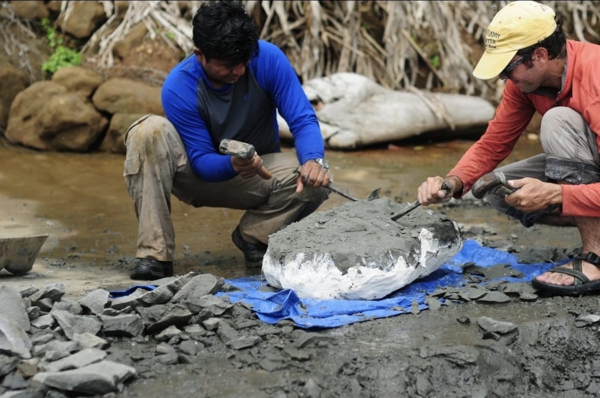 Hallan en Colón fósil de 6 millones de años que reescribe la historia del Istmo