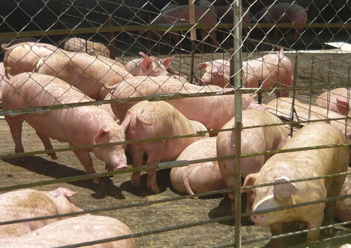 Gobierno compra más de un millón dólares en carne de cerdo