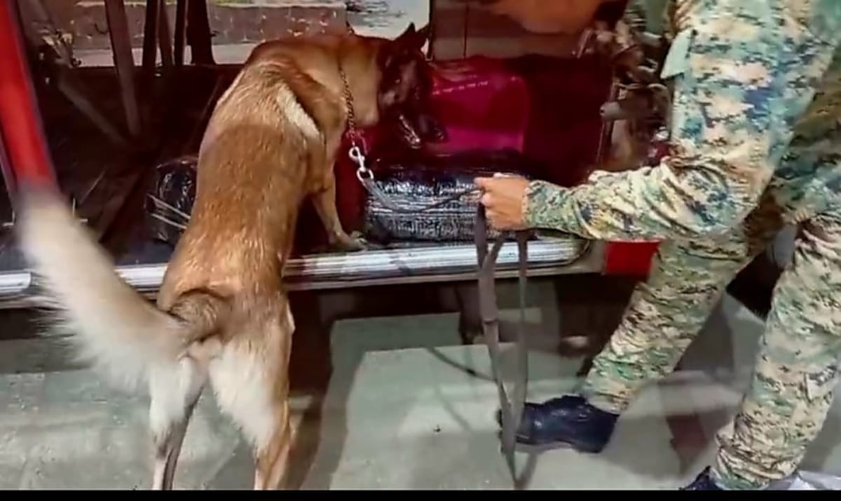 Lo llevaban oculto entre sacos y café: incautan más de 114 paquetes de droga en autobús Darién–Panamá