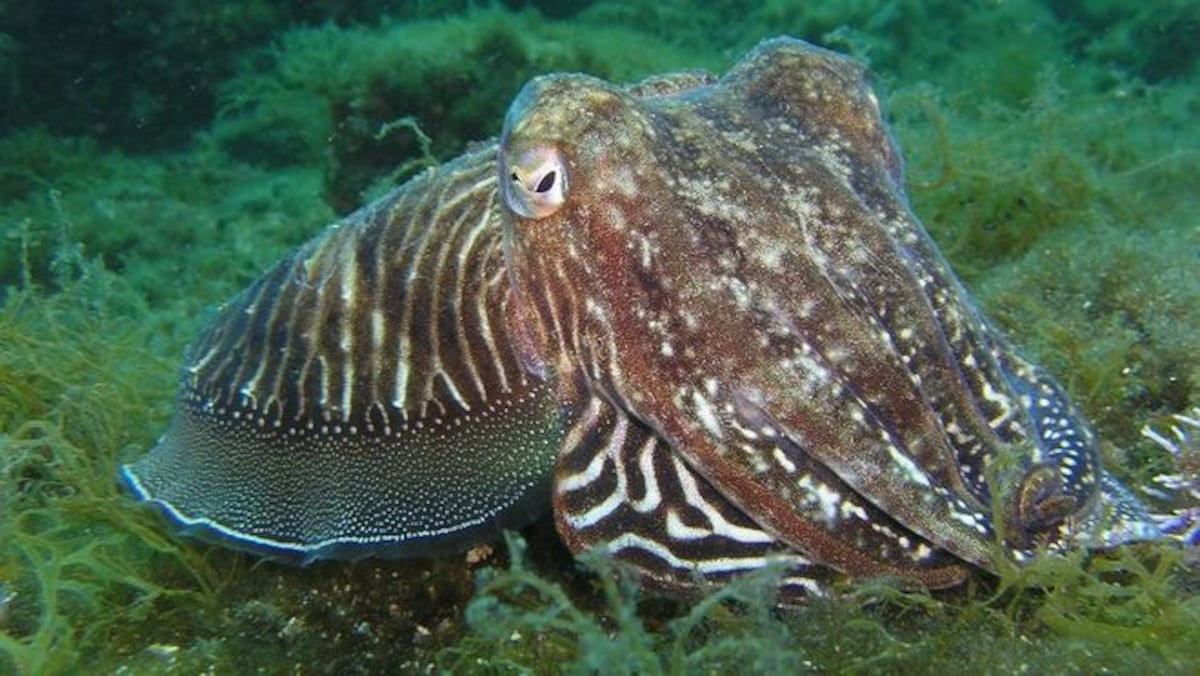 VIDEO: El momento en que una roca 'se convierte' en un pulpo