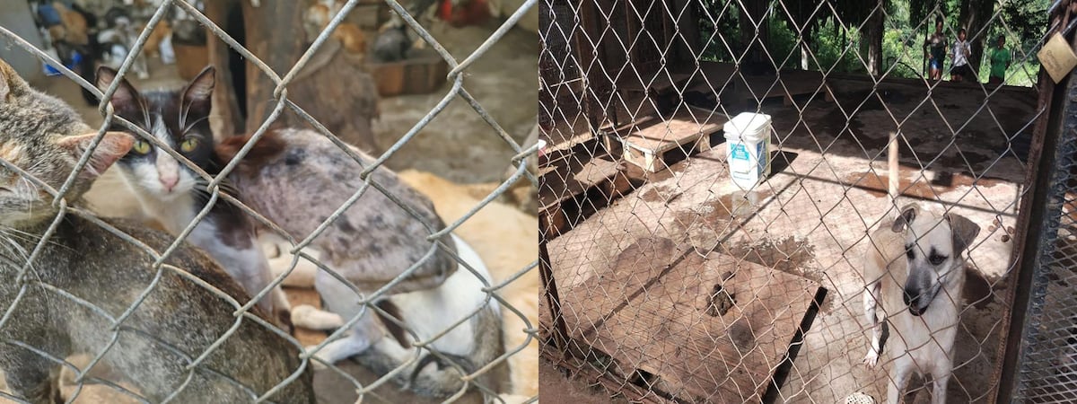 El ‘albergue’ donde los gatos maullaban de miedo: denuncian rituales satánicos y sacrificios nocturnos en Catolina Fundación. Dos colombianas detenidas