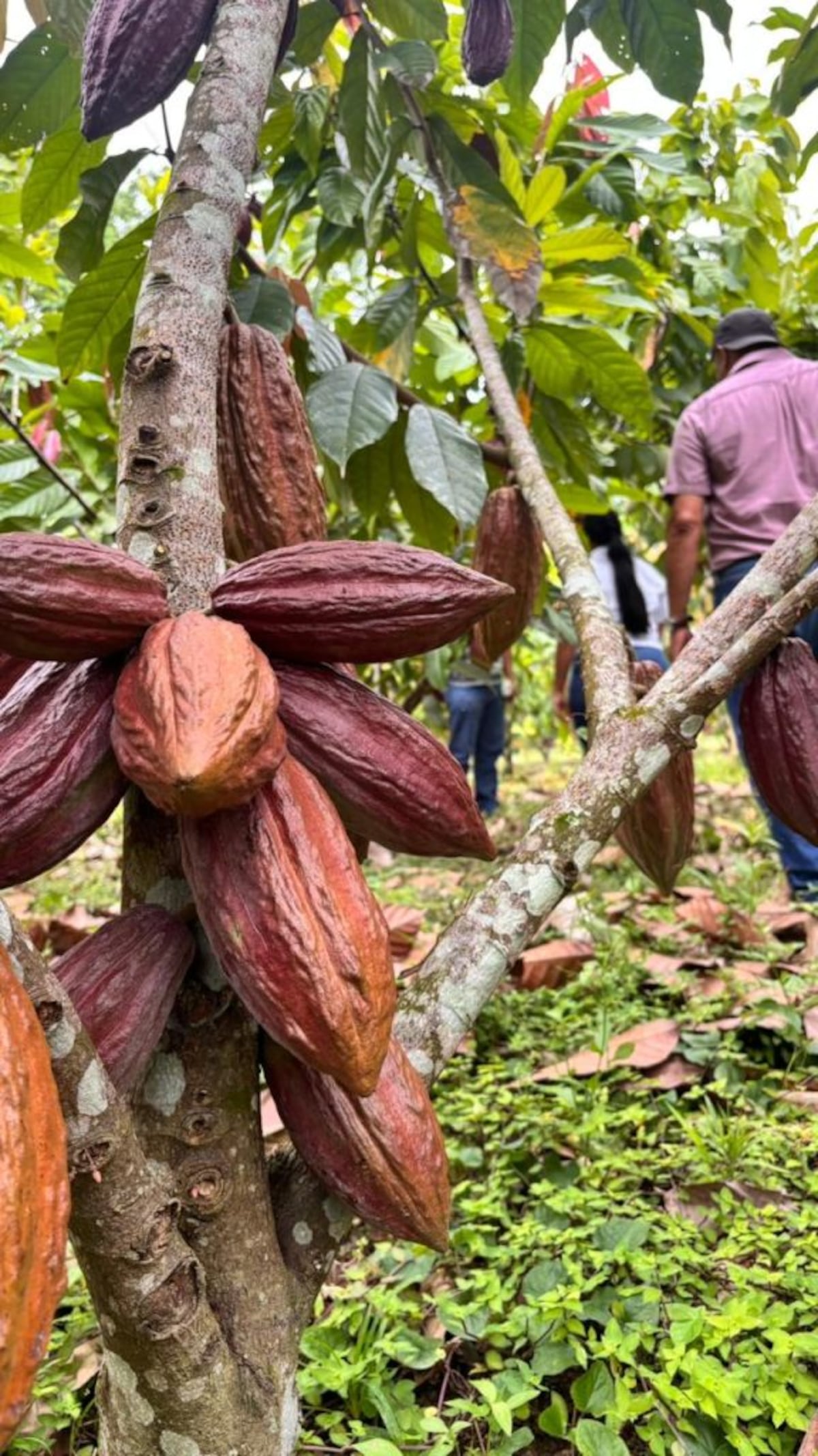 Productores de Bocas del Toro aprenden a convertir cacao en chocolate y aumentar sus ingresos