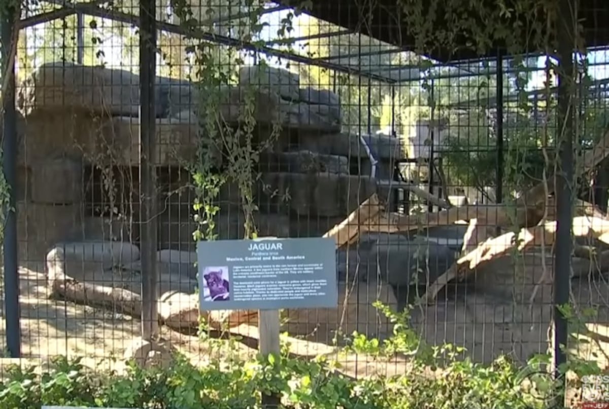 Por tomarse una selfie una mujer se cruzó la barrera y jaguar la atacó