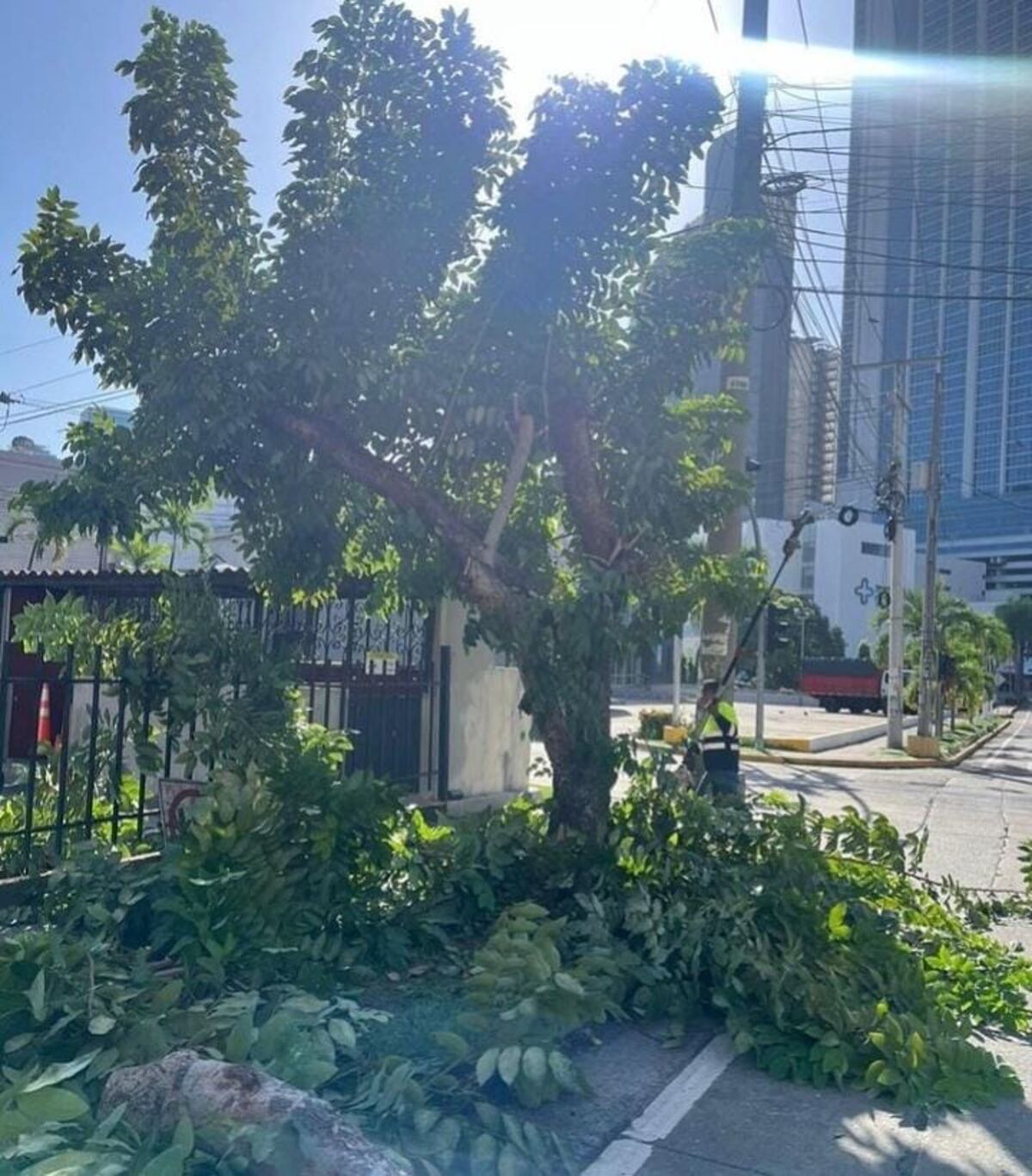 Polémica en Marbella por la tala de árboles crea ronchas en redes: ‘El oro de Panamá decían’